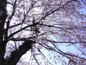 blog_10_04_11 桜満開でした